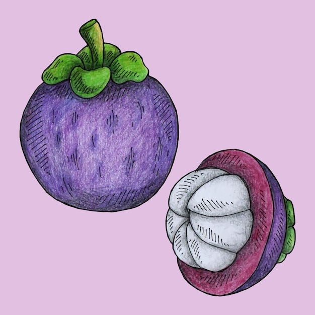 Vector hand drawn mangosteen fruit vector illustration design