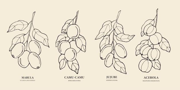 Hand drawn marula, camu-camu, jujube, acerola illustration