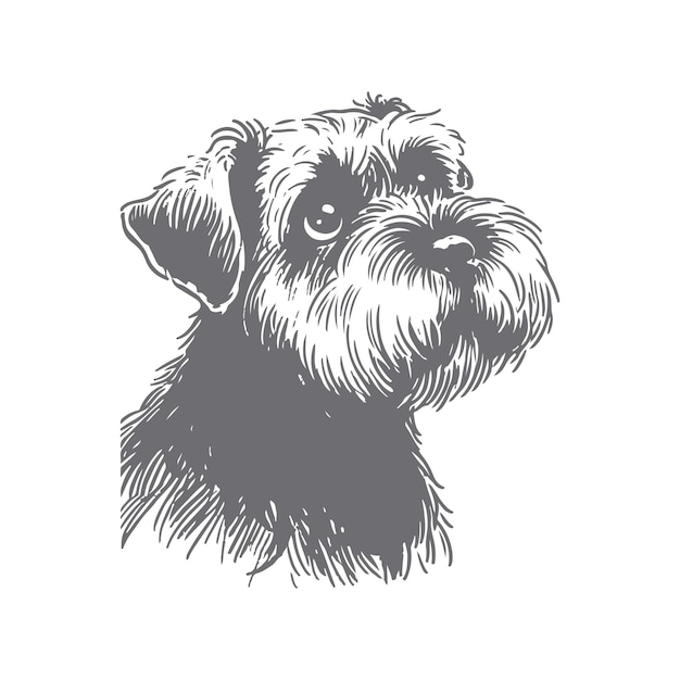 Vector hand drawn miniature schnauzer sketch