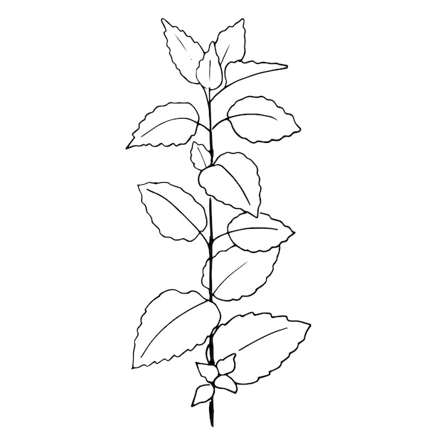 Hand drawn mint plant