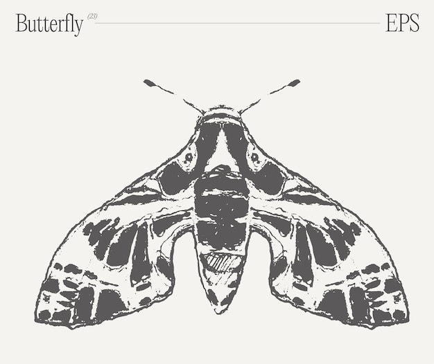 Hand drawn monochrome butterfly illustration on blank backdrop vector sketch