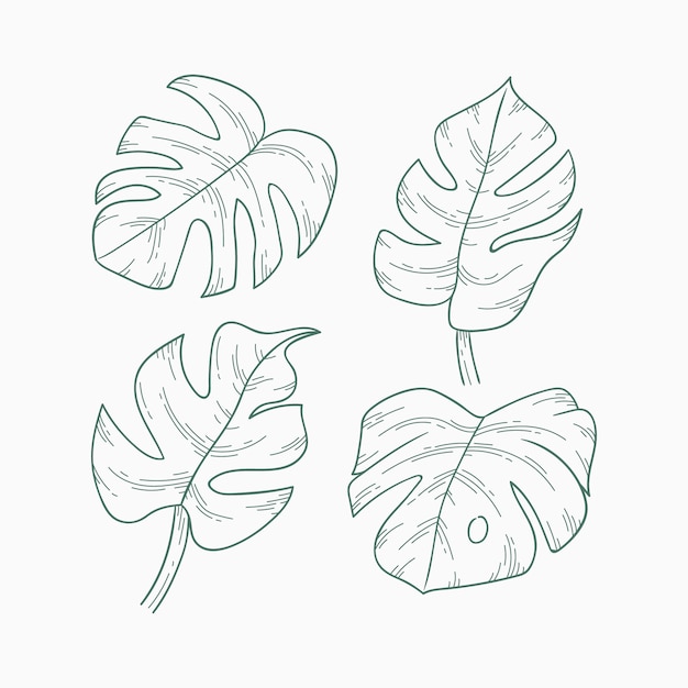 Hand drawn monstera leaf outline illustration