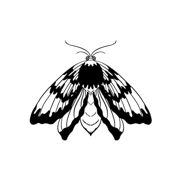 hand drawn moth vector illustration