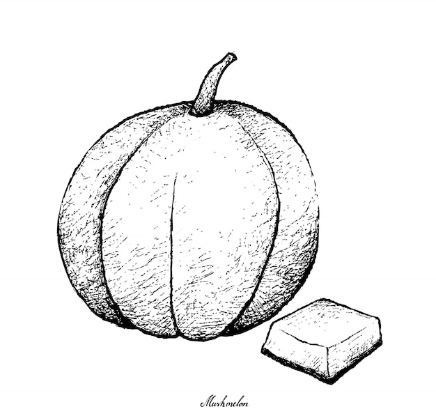 Hand Drawn of Muskmelon Fruit