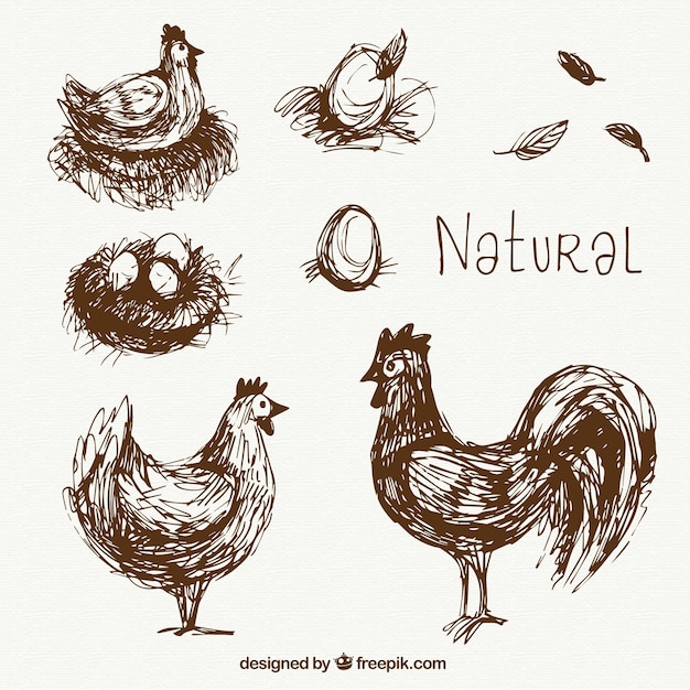 Hand drawn natural hens