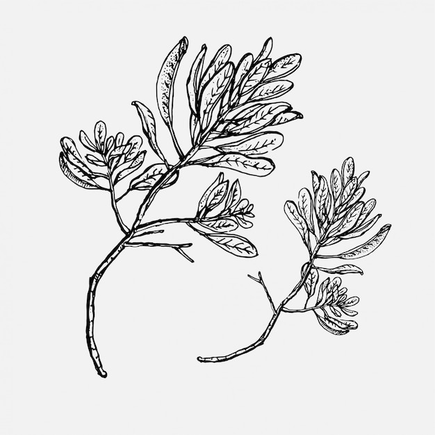 Hand drawn Oak branch in vintage style illustration