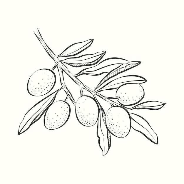 Hand drawn olive branch drawing illustration