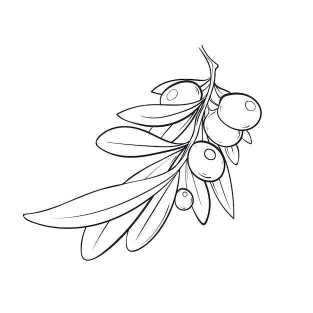 Hand drawn olive branch outline illustration