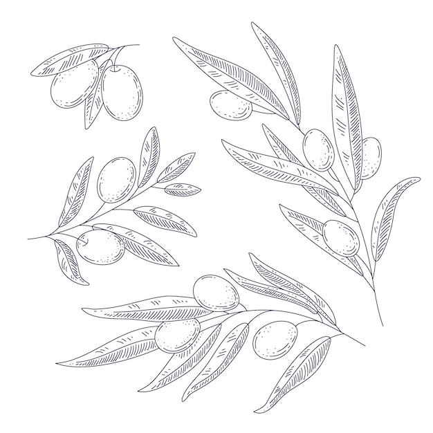 Hand drawn olive branch outline illustration