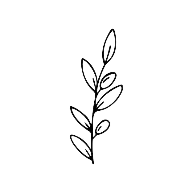 Hand drawn olive branch