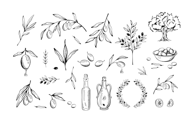 Vector hand drawn olive sketch branches leaves and oil bottles olive tree and wreaths for natural product designs isolated vector illustrations set