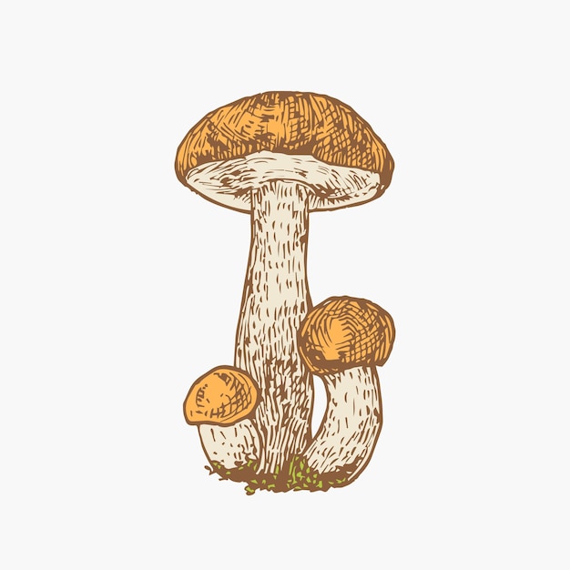 Hand Drawn Orange Cap Boletus Mushrooms Abstract Color Illustration Fungus Group Engraved Vector Drawing Isolated