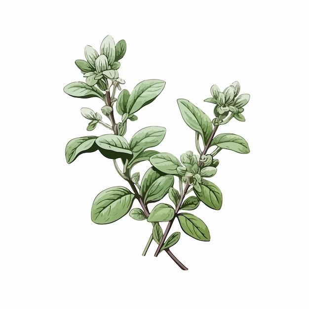 Hand Drawn Oregano Marjoram Herbal Spice White Background