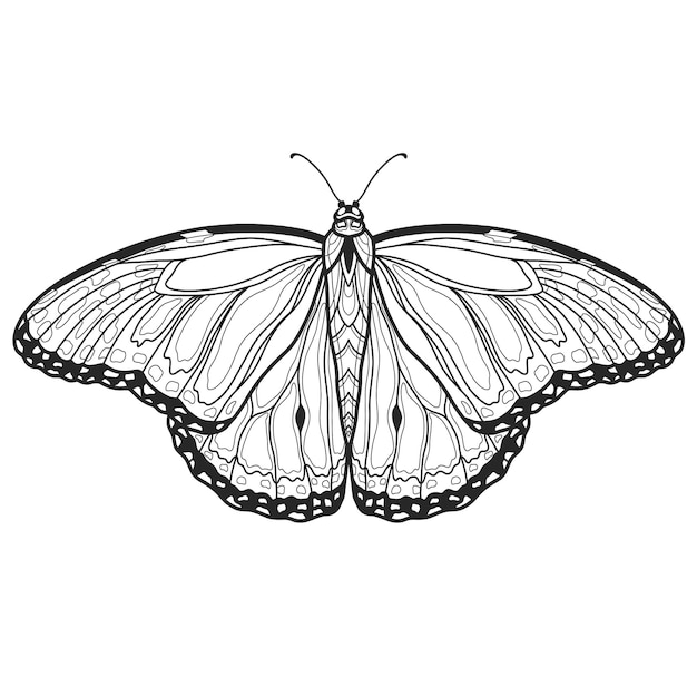 Hand drawn ornamental butterfly outline illustration with decorative ornaments