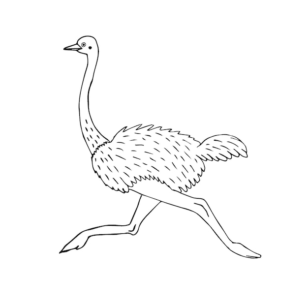 Hand drawn ostrich isolated on white background