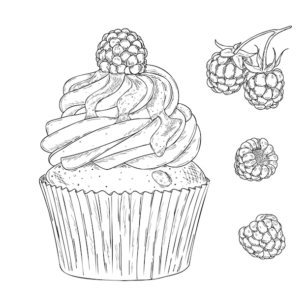 Hand drawn outline cupcake with fresh raspberry