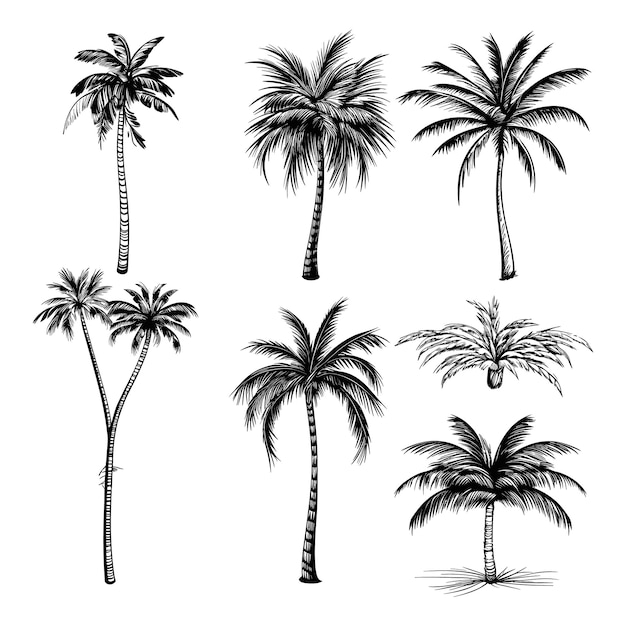 Hand drawn palm trees collection