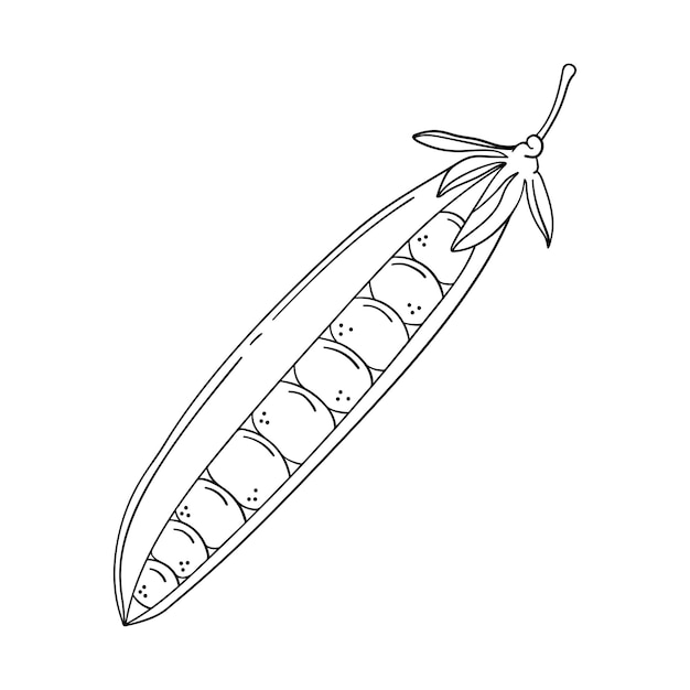 Hand drawn pea pod isolated on a white background