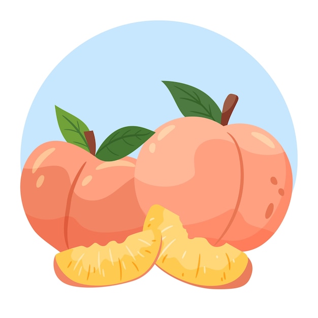 Vector hand drawn peach illustration