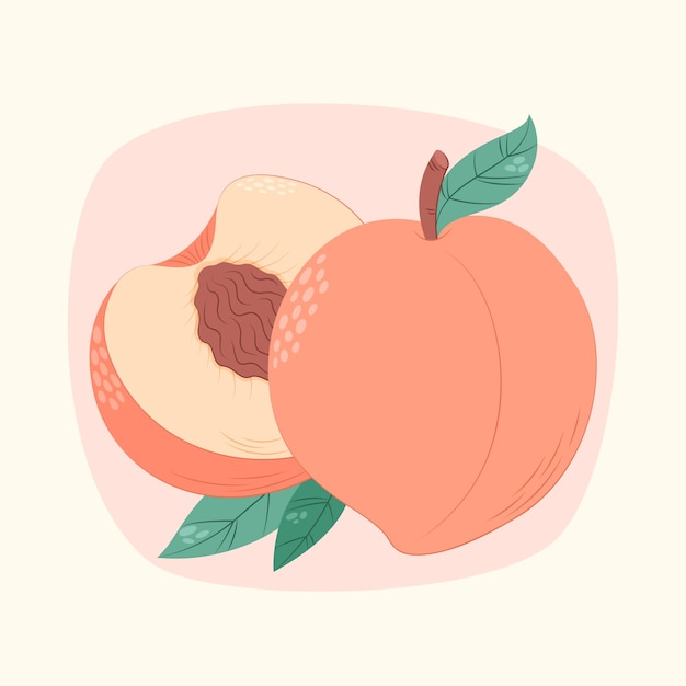 Vector hand drawn peach illustration