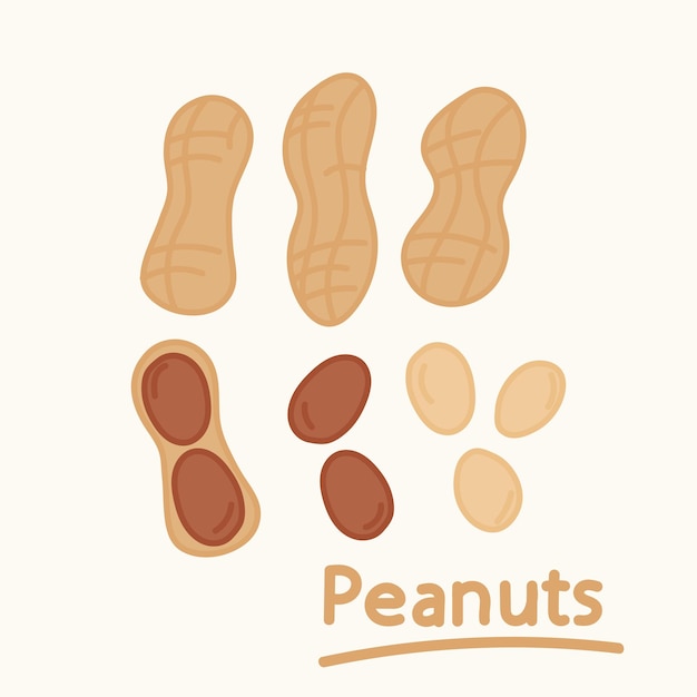 Hand drawn peanuts set. Cartoon design food, nut element collection. Natural food.