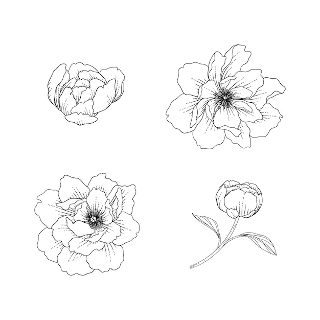 Hand drawn peony floral illustration with line art on white backgrounds.