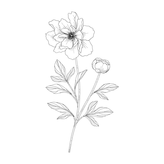 Hand drawn peony floral illustration