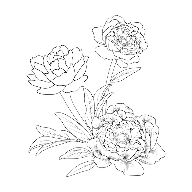 Hand drawn peony flower sketch art vector illustration beautiful monochrome black and white bouquet.