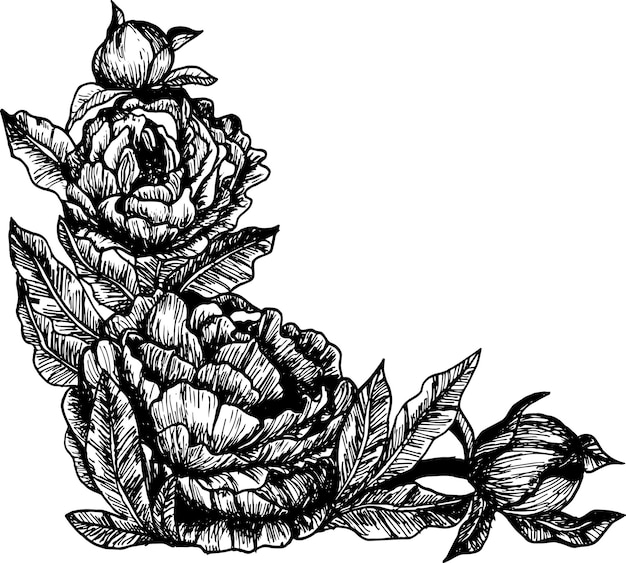 Hand drawn peony flowers