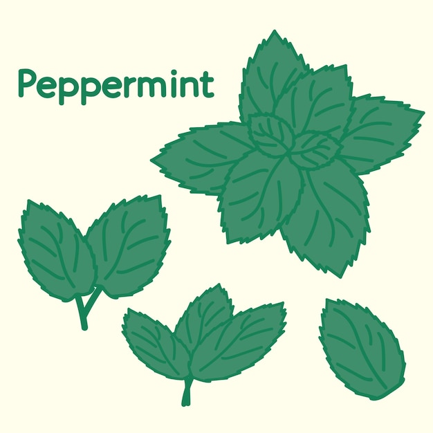 Hand drawn peppermint. Cartoon design food element. Herbs and spices set. Organic food.