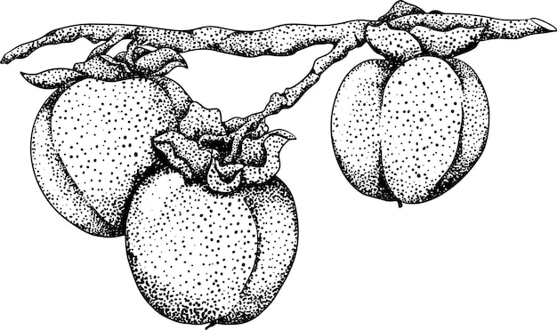 Hand drawn persimmon date plum fruits Botanical vector illustration in sketch engraving style