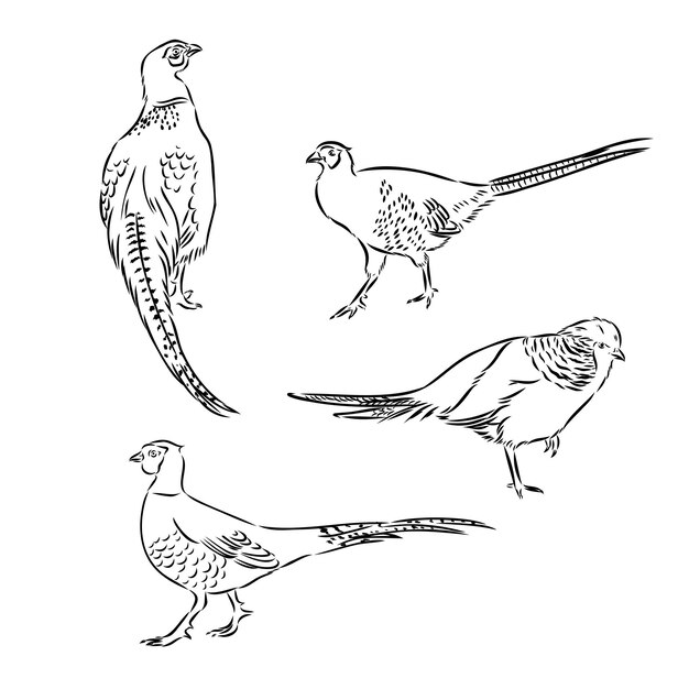 Vector hand drawn of an pheasant sketch vector illustration isolated on a white background