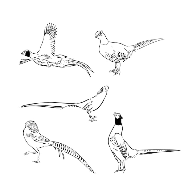 Vector hand drawn of an pheasant sketch vector illustration isolated on a white background