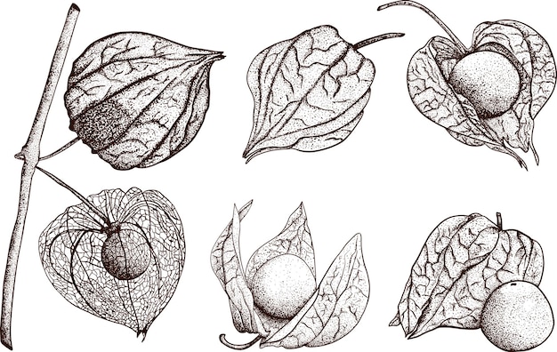 Hand drawn physalis plant and fruit Tomatillo Superfood Vector hand drawn set illustration