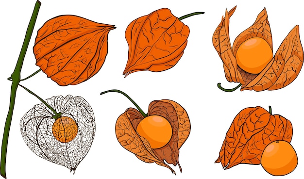 Vector hand drawn physalis plant and fruit tomatillo superfood vector hand drawn set illustration