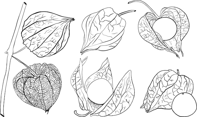 Hand drawn physalis plant and fruit Tomatillo Superfood Vector hand drawn set illustration