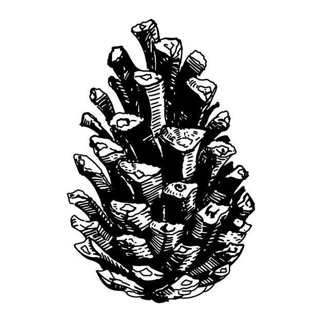 Hand drawn pine cone Vintage sketch illustration