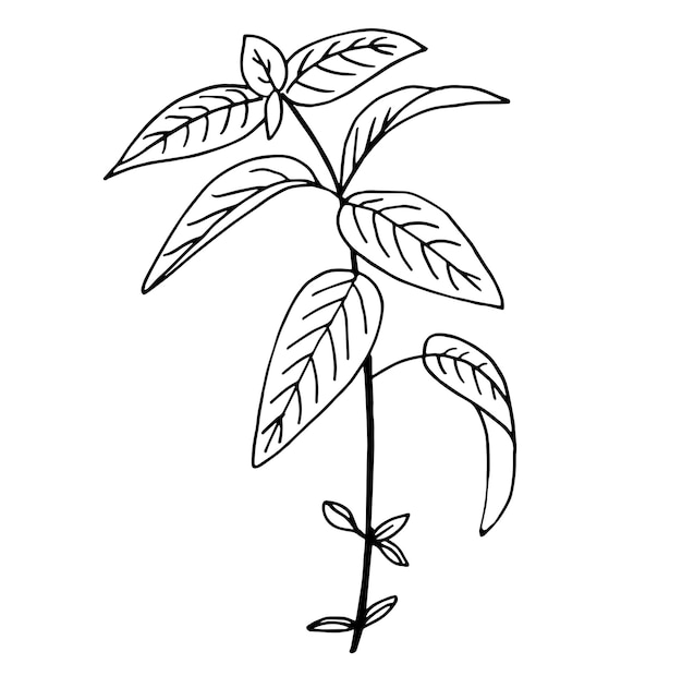 Hand drawn plant