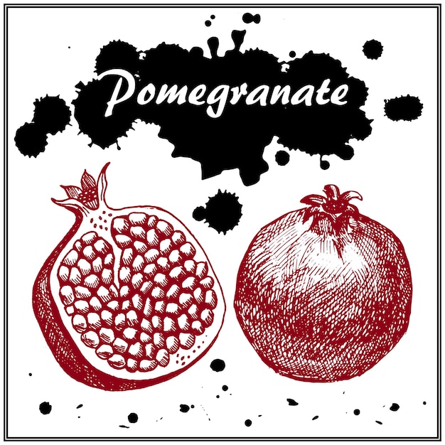 Hand drawn pomegranate, whole and half. Tropical summer fruit. Thin artistic pencil outline. Vintage ink flat style, engraved simple doodle sketches