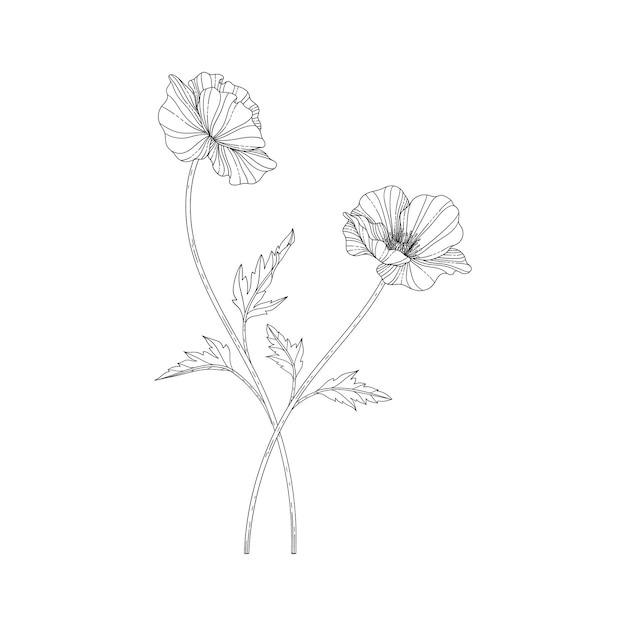 hand drawn poppy floral illustration