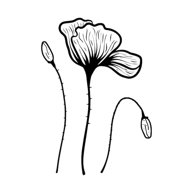 Hand drawn poppy flower on a white isolated background