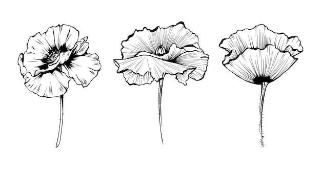 Hand drawn poppy flowers