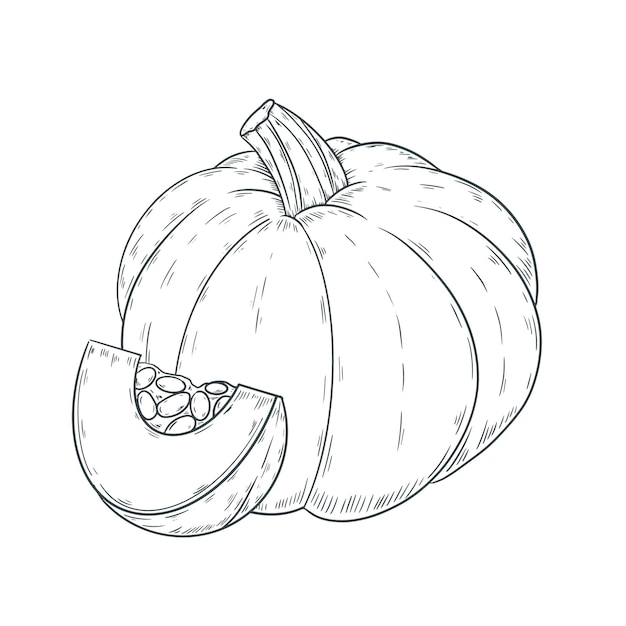 Hand drawn pumpkin drawing illustration