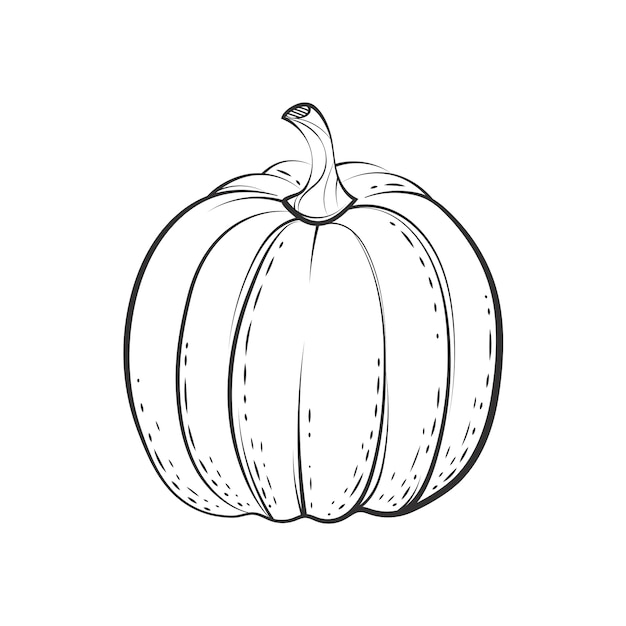 Hand drawn pumpkin drawing illustration