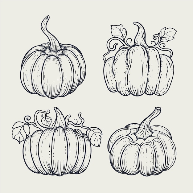 Hand drawn pumpkin drawing illustration