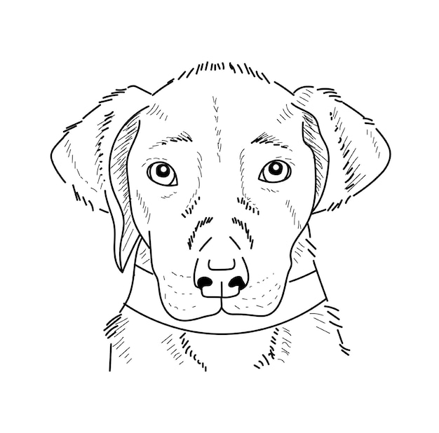 Hand drawn puppy sketch