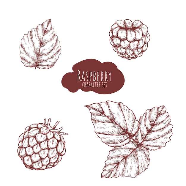 Hand drawn raspberry set