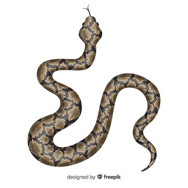 Hand drawn realistic snake illustration