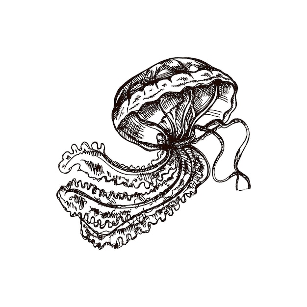 Hand drawn red jellyfish Vector sketch illustration Sea collection Engraved illustrations