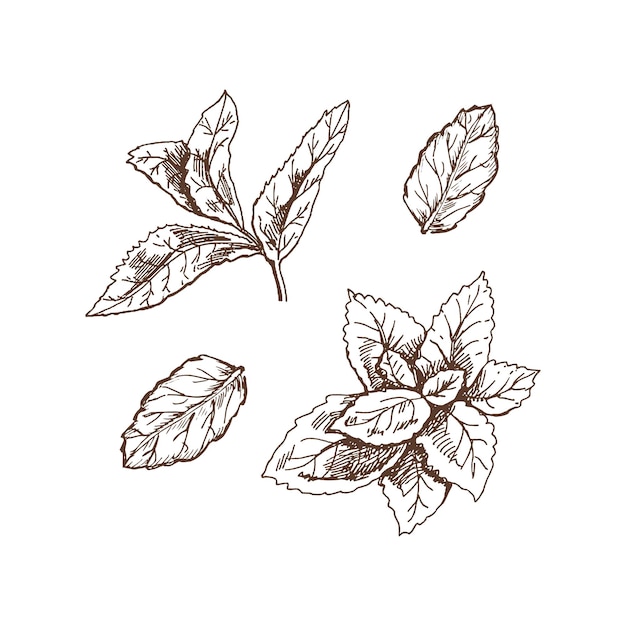 Hand drawn retro style vector sketch of mint leaves Doodle vintage illustration